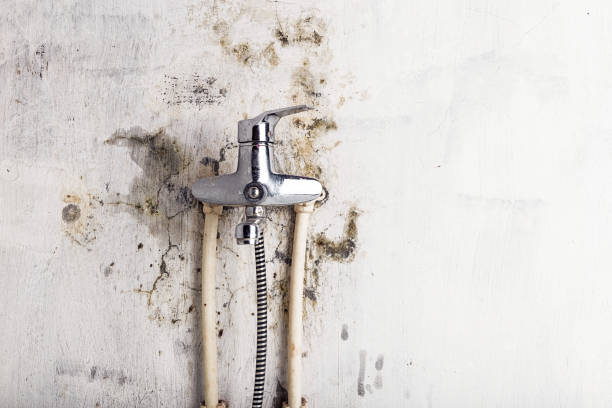 Best Mold Testing  in Arvin, CA