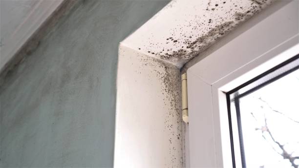 Certified Mold Removal in Arvin, CA