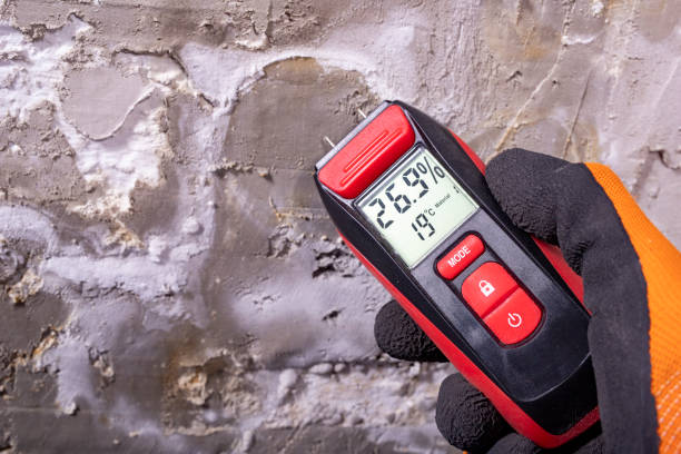 Best Mold Inspection  in Arvin, CA