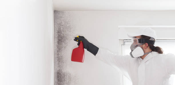 Best Residential Mold Removal  in Arvin, CA