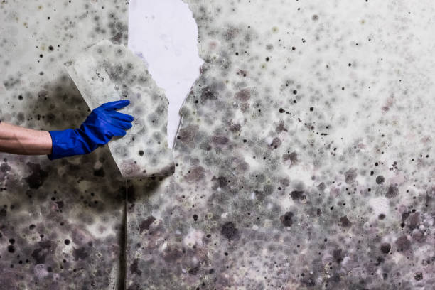 Arvin, CA Mold Removal Company
