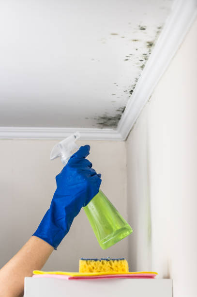 Best Certified Mold Removal  in Arvin, CA