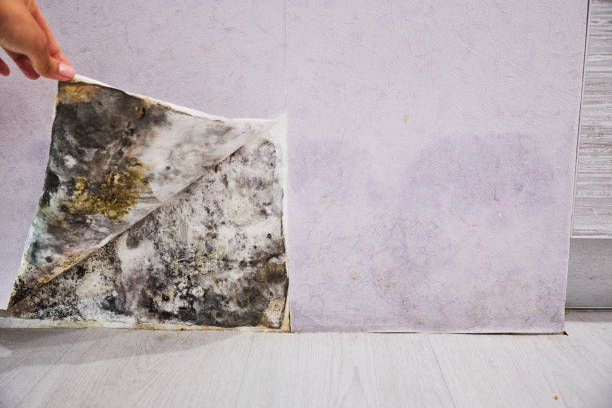 Best Commercial Mold Removal  in Arvin, CA